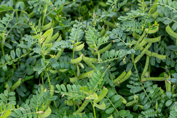 Vika sowing (spring), peas sowing agricultural growing in the field