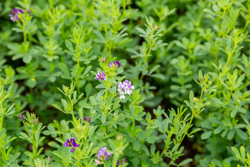 Alfalfa, Medicago sativa, also called lucerne, is a perennial flowering plant in the pea family. It is cultivated as an important forage crop in many countries around the world.
