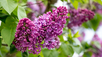 A branch of lilac with flowers in sunny weather_