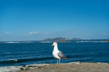 Seagull in nature