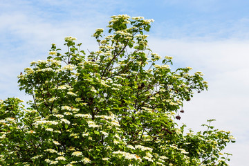 Viburnum bush with white flowers on sky background_