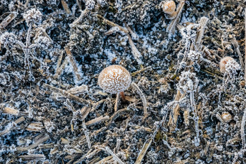 Pilz im Winter gefroren
