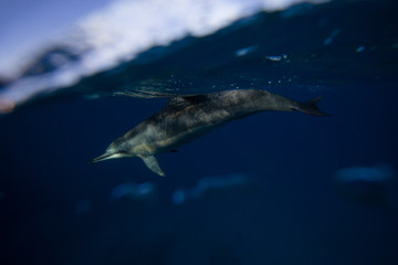 Fototapeta premium dolphins in water