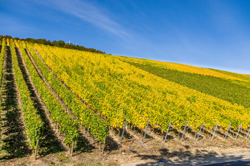 Blick über die idyllisch  gelegenen Weinberge im Dorf Escherndorf, Stadt Volkach an der unterhalb der Burg Vogelsburg im Herbst mit bunten Blättern bei Sonnenschein und blauem Himmel