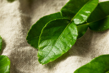 Raw Green Organic Kaffir Lime Leaves