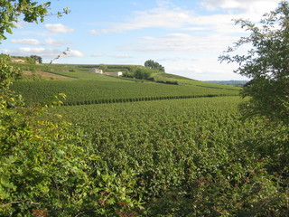 Fototapeta na wymiar rural landscape with vineyard and blue sky