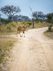 kudus in kruger national park, mpumalanga, south africa
