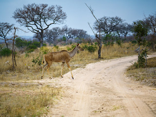 kudus in kruger national park, mpumalanga, south africa