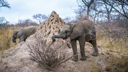elephants in kruger national park, mpumalanga, south africa
