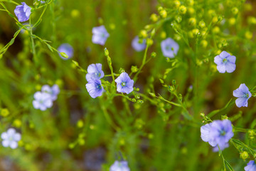 blue flowers in the garden
