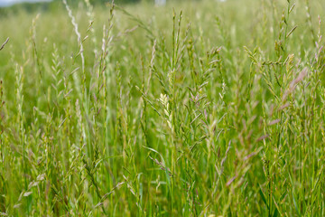 Obraz premium Perennial ryegrass (Lolium perenne L.)