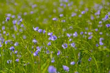 Obraz na płótnie Canvas Blooming flax field 