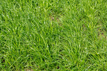 green grass texture