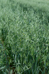 Green ears of oats on the field