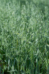 Green ears of oats on the field