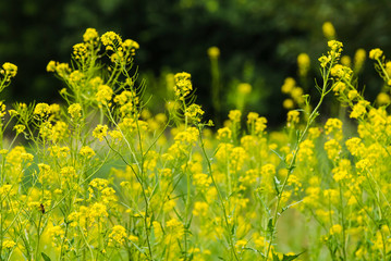 Flowering plants, Rape plant in spring against a nature background, Many yellow flowers