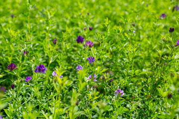 Alfalfa, Medicago sativa, also called lucerne, is a perennial flowering plant in the pea family. It is cultivated as an important forage crop in many countries around the world.