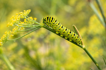 Swallowtail Caterpillar
