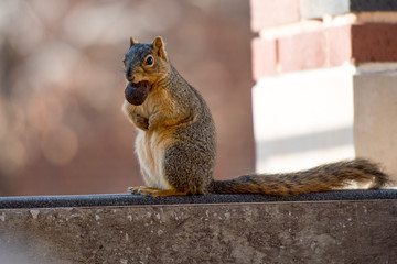 Squirrel