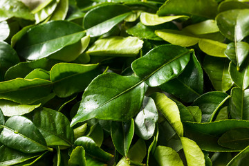 Raw Green Organic Kaffir Lime Leaves