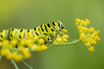 Swallowtail Caterpillar
