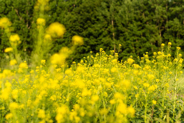Flowering plants, Rape plant in spring against a nature background, Many yellow flowers