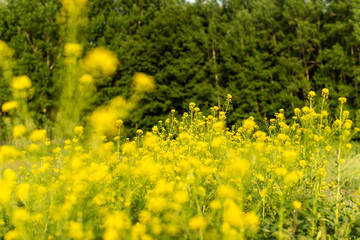 Flowering plants, Rape plant in spring against a nature background, Many yellow flowers