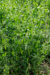 Blooming vegetable pea in the field