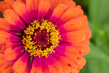 Pink and Orange Zinnia