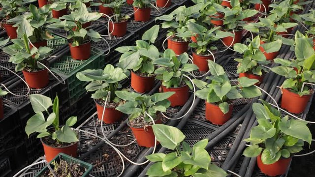 Plantation of asplenium antiquum in greenhouse