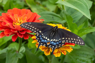 Black Swallowtail Butterfly