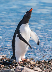 Naklejka premium Gentoo Penguin in Neko Harbour, Península Antártica.