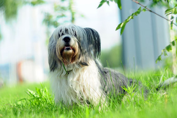 dog in grass