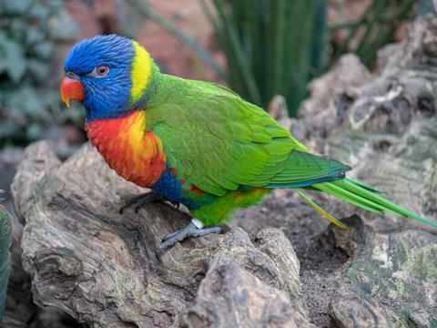 A Rainbow lorikeet (Trichoglossus moluccanus) sits in a park and looks around