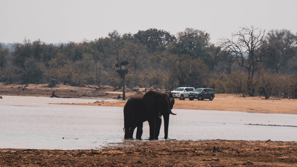elephant in kruger national park