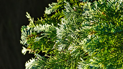 needles of a thuja tree