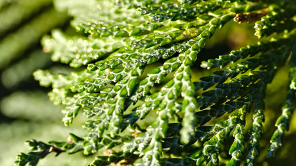 needles of a thuja tree