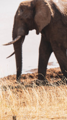 elephant in kruger