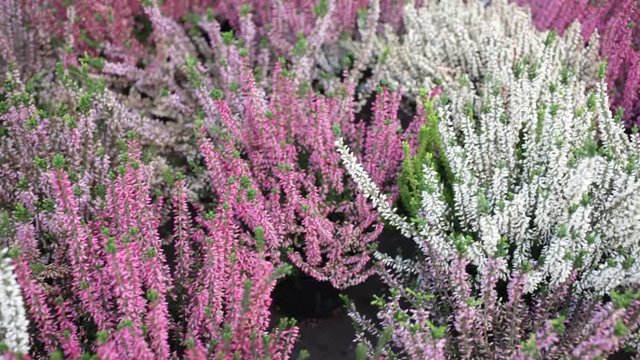 Richly blooming heather with white and mauve flowers grown in pots in greenhouse