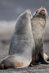 Fototapeta premium Antarctic fur seal,Arctophoca gazella, an beach, Antartic peninsula.