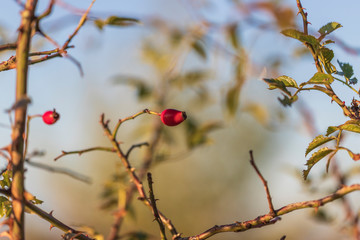 Rosehip shrub by the rising sun