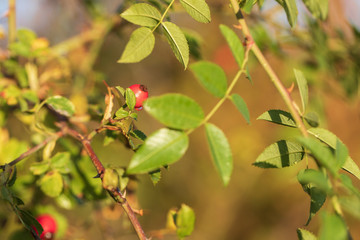 Rosehip shrub by the rising sun