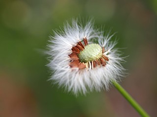 オニノゲシの綿毛