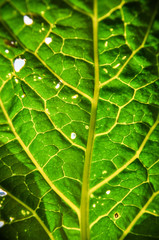 Cabbage leaf
