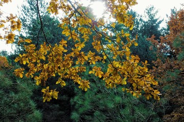Fototapeta premium Oak Autumnal Leaves