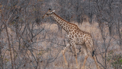 giraffe in south africa