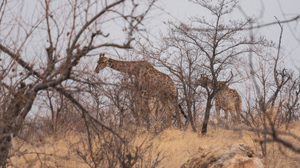 giraffes in kruger national park