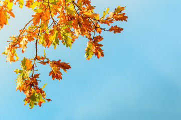 Colorful autumn oak leaves against the blue sky.