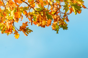 Naklejka na ściany i meble Colorful autumn oak leaves against the blue sky.