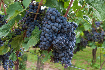 Fototapeta premium grapes on the vine